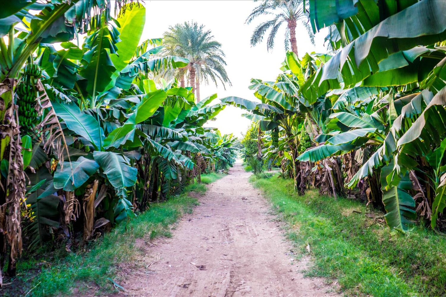 tour-to-Banana-Island-from-Luxor