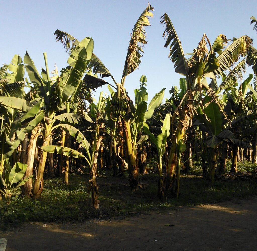 tour-to-Banana-Island-from-Luxor