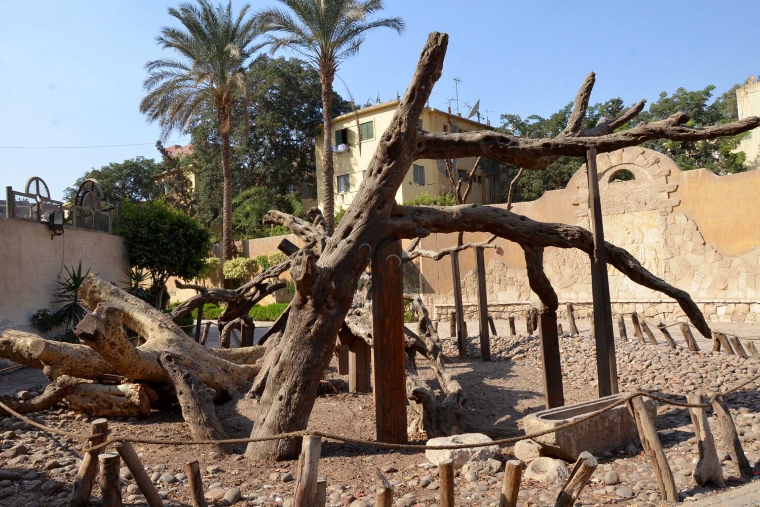 Tree-of-Mary-at-Matariya-Egypt